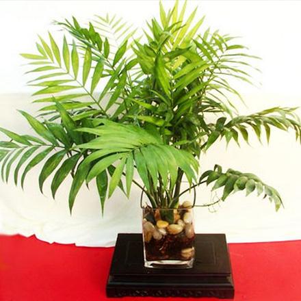 袖珍椰子